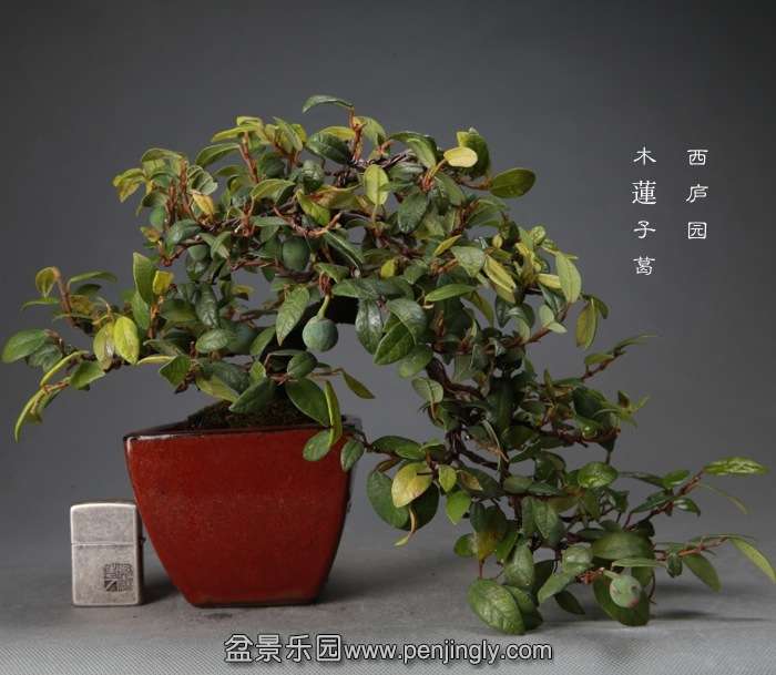 bonsai14120509.jpg