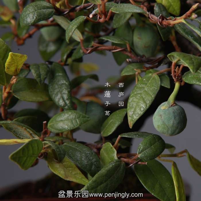 bonsai14120510.jpg