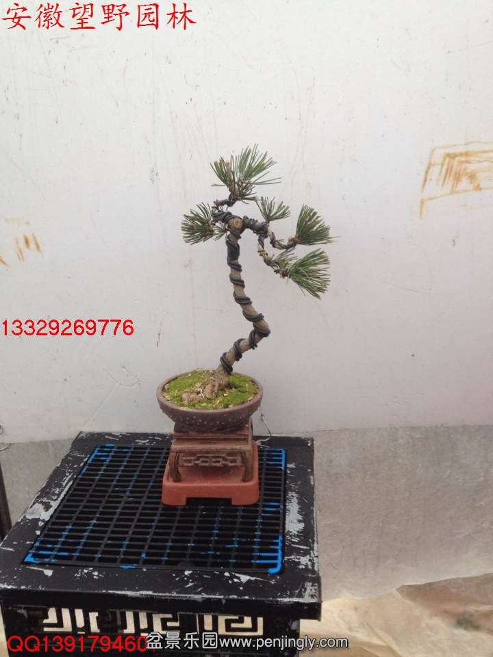 2B25CBA413D1DACAE714D2B6903E8A2B.jpg