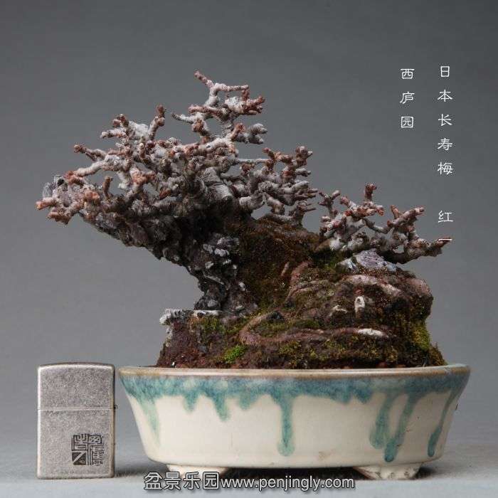 bonsai1412101.jpg