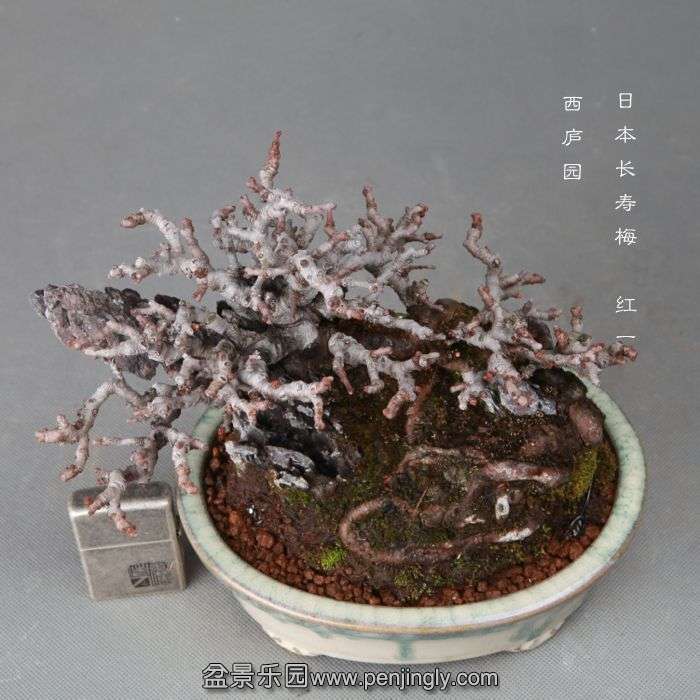 bonsai1412102.jpg