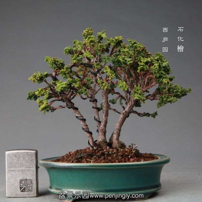 bonsai1412106.jpg