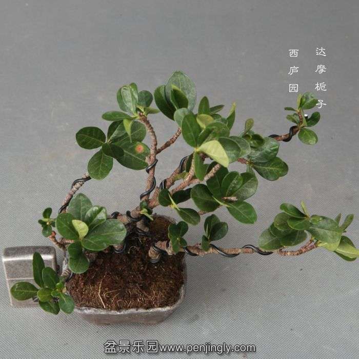 bonsai1412109.jpg