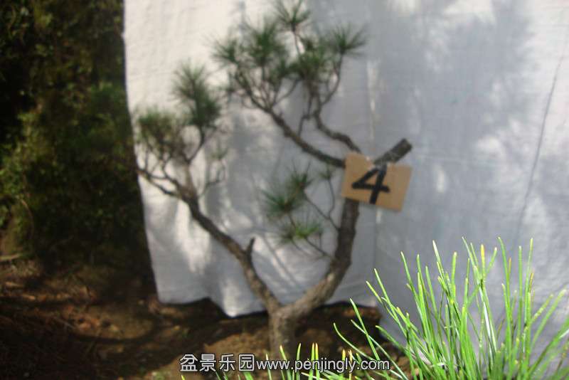 DSC02758_.jpg