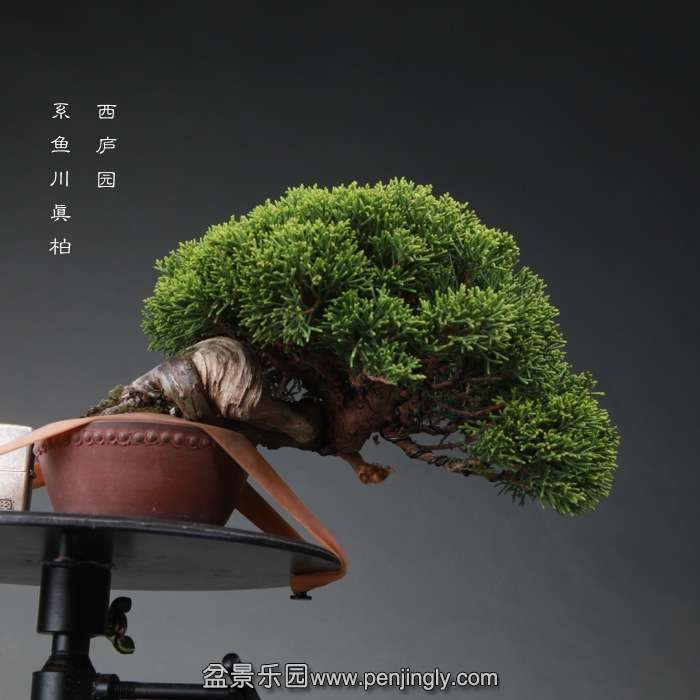 bonsai14121202.jpg