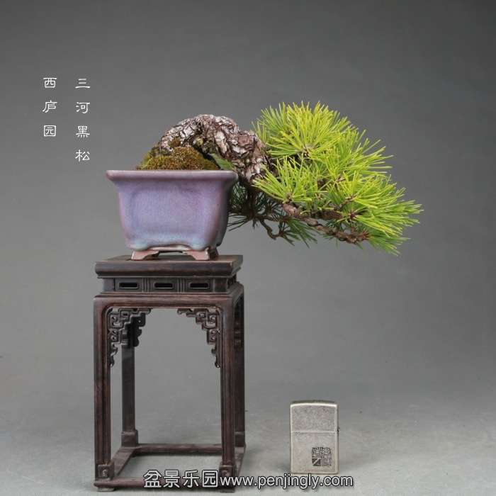 bonsai14121205.jpg