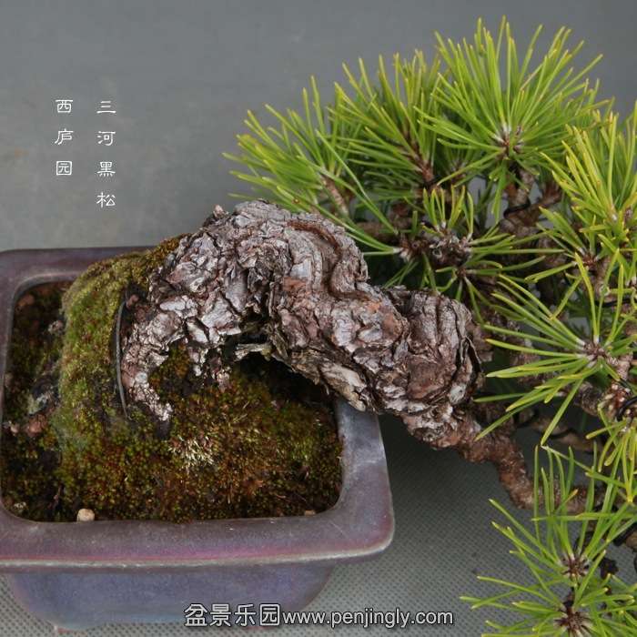 bonsai14121210.jpg