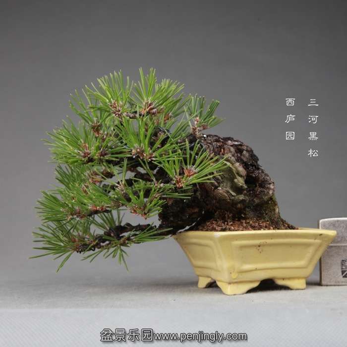 bonsai14121211.jpg