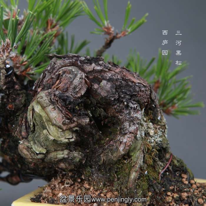 bonsai14121212.jpg