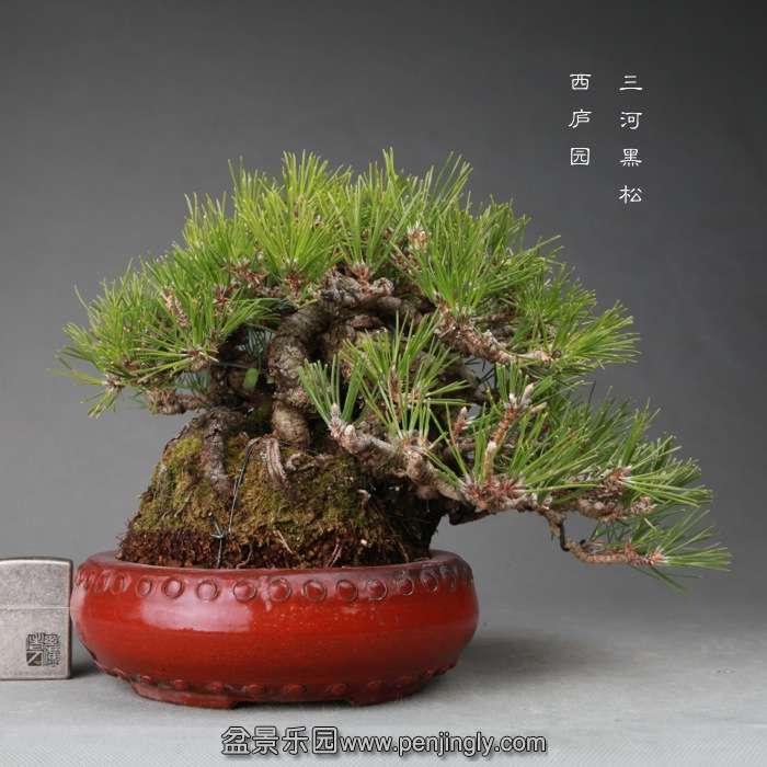 bonsai14121214.jpg