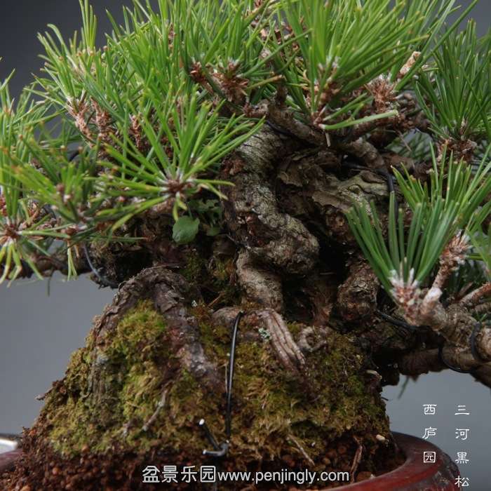 bonsai14121216.jpg