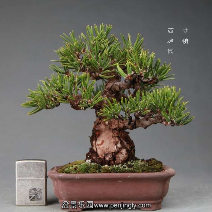 bonsai14121217.jpg