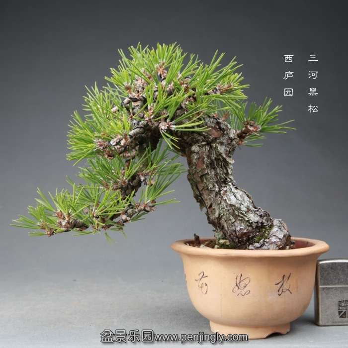 bonsai14121601.jpg