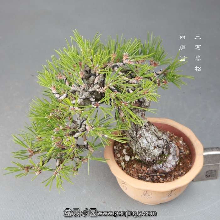 bonsai14121602.jpg