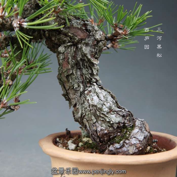 bonsai14121603.jpg