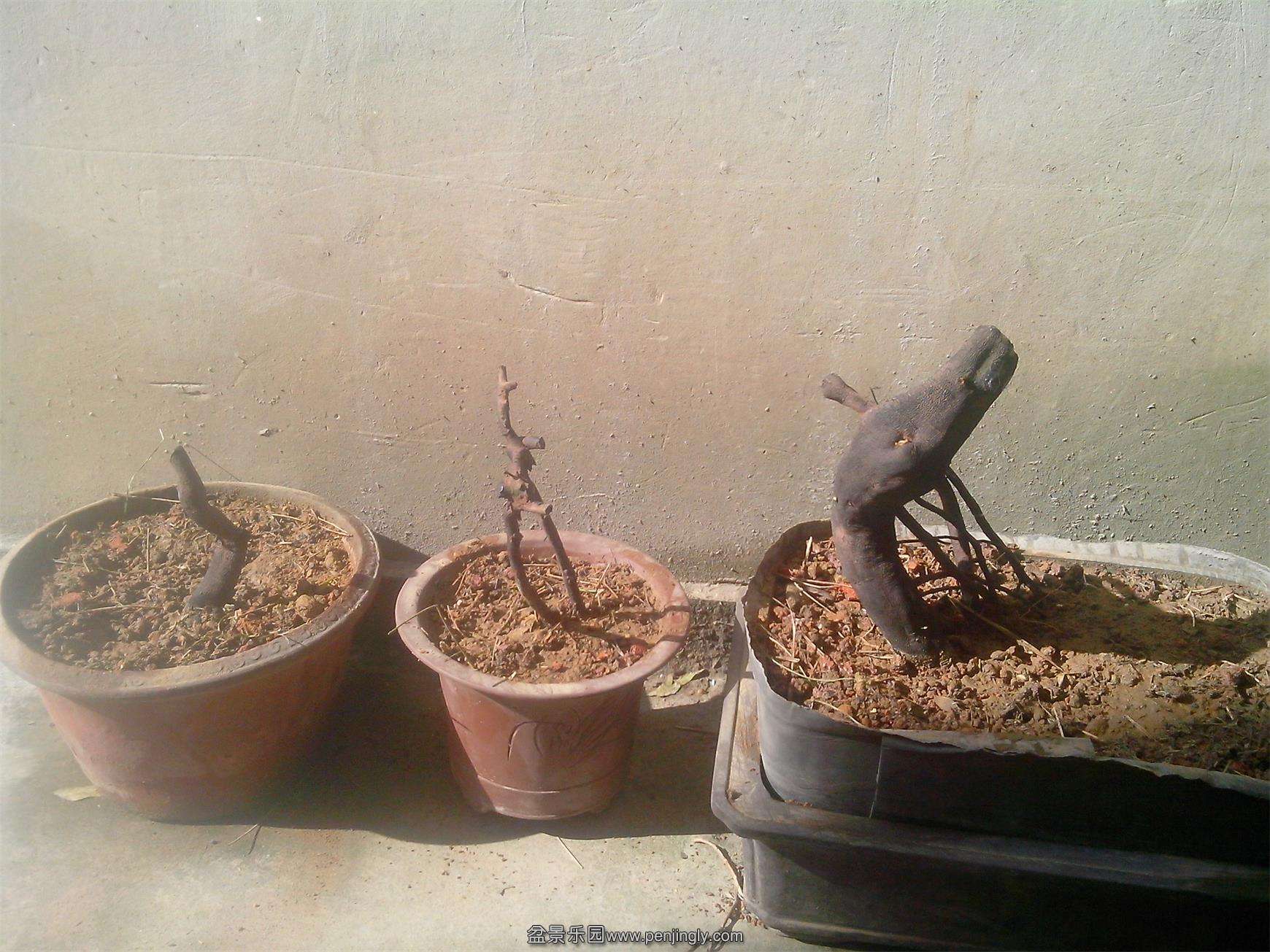 IMG20141204007.jpg