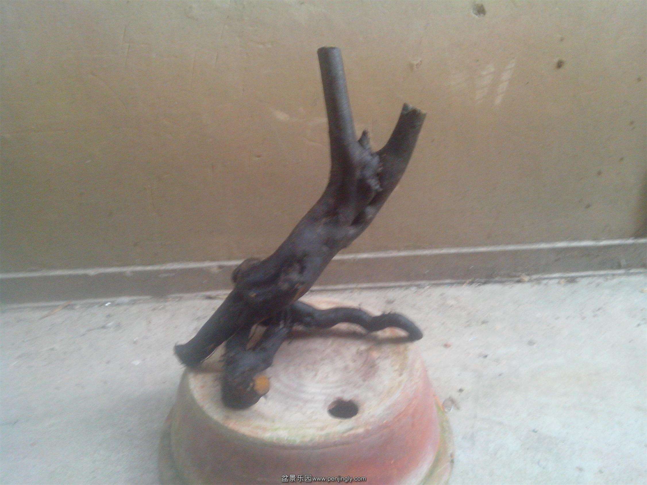 IMG20141209001.jpg