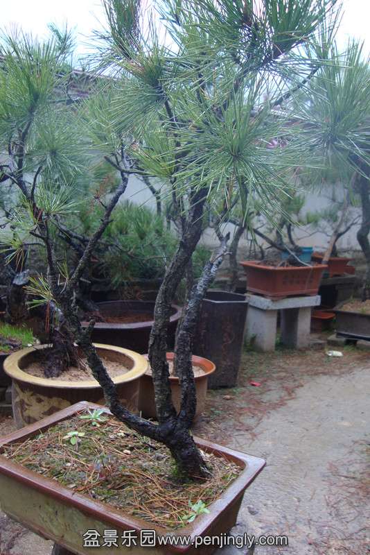 DSC03037_.jpg
