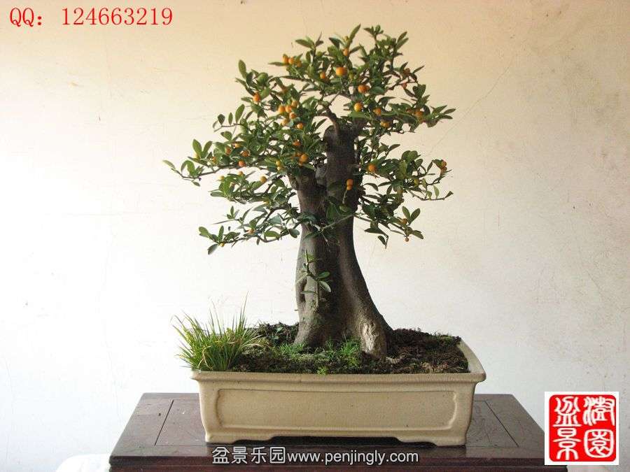 IMG_0869_.jpg