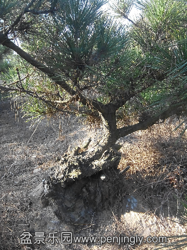 IMG_20141218_105244.jpg