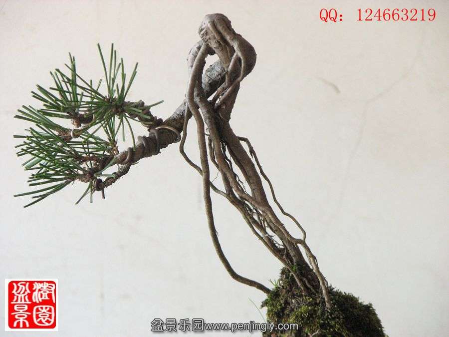 IMG_0914__.jpg