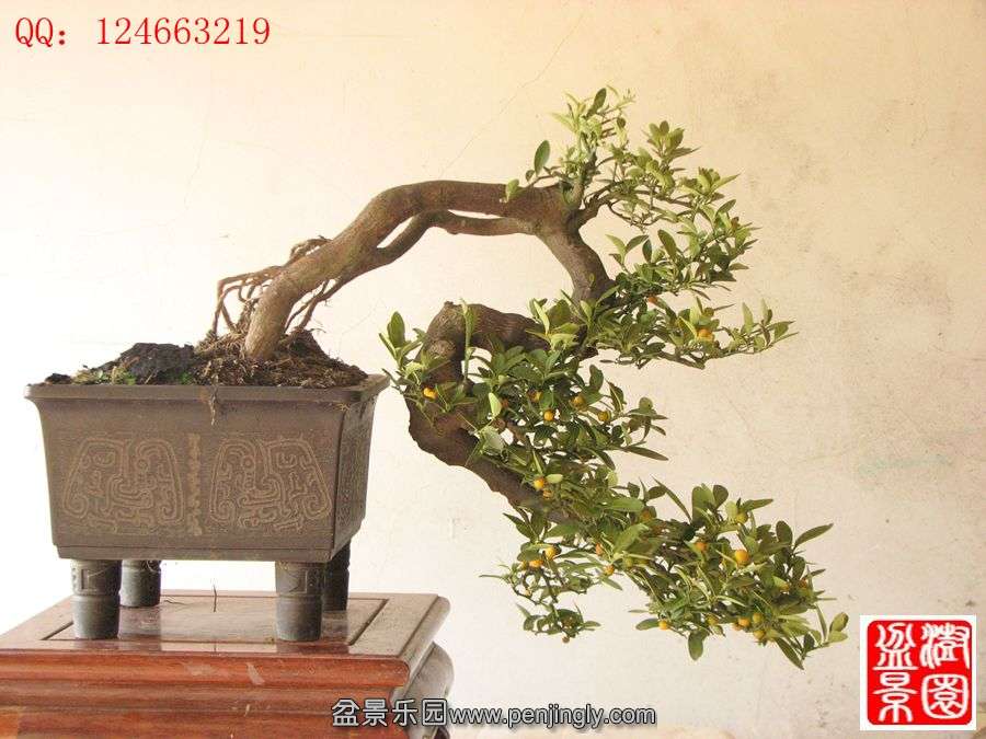 IMG_0927__.jpg