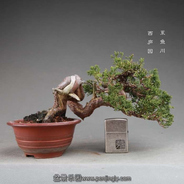 bonsai14122609.jpg