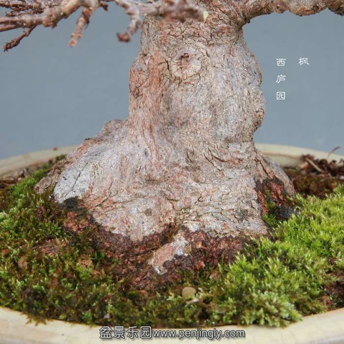 bonsai14122612.jpg