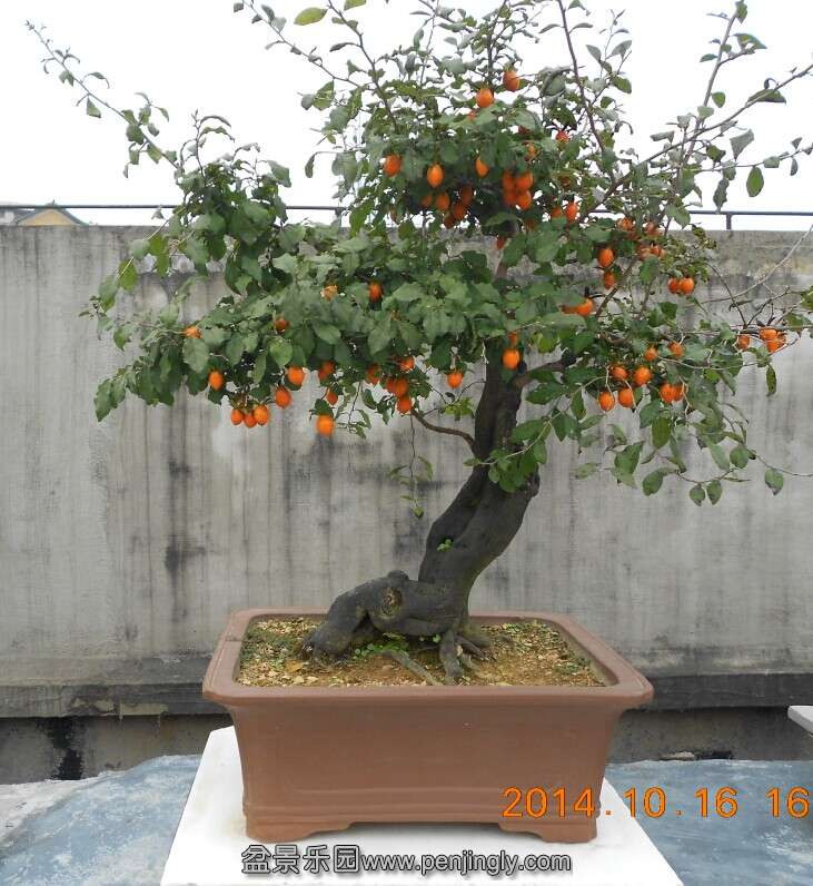 12ѻ׮7.jpg