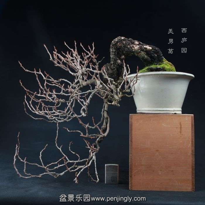 bonsai150103C01.jpg