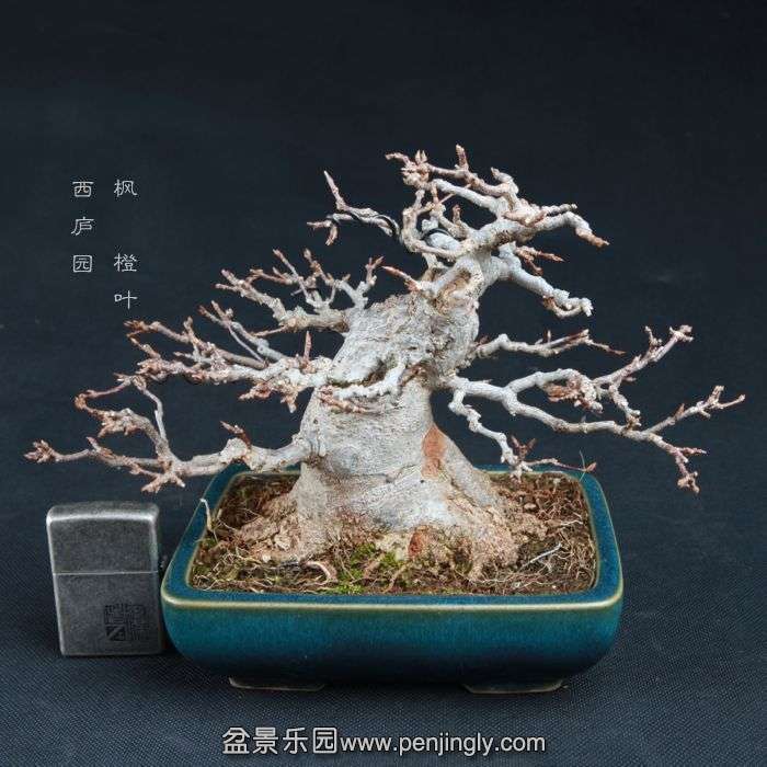 bonsai150103C07.jpg