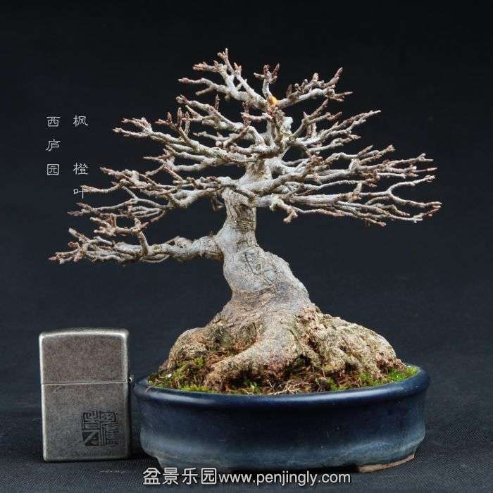 bonsai150103C09.jpg