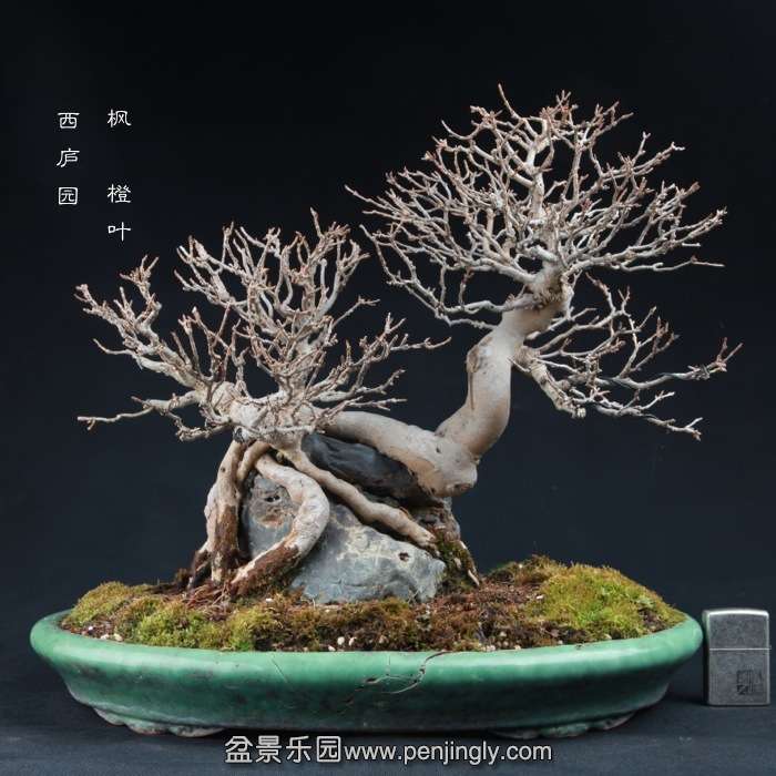 bonsai15010302.jpg