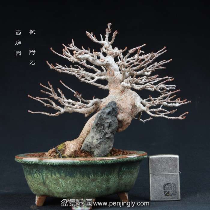 bonsai15010304.jpg