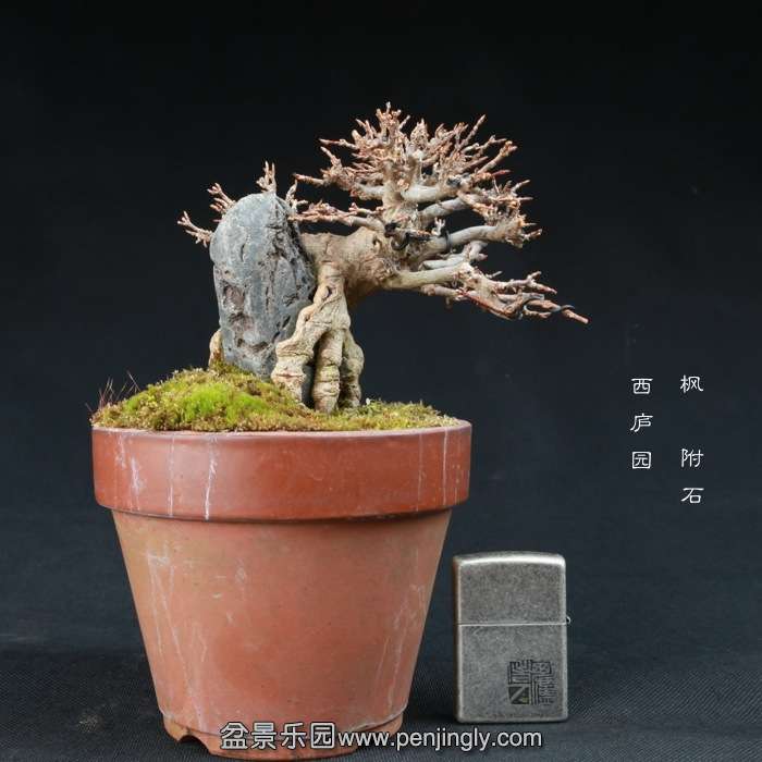 bonsai15010307.jpg