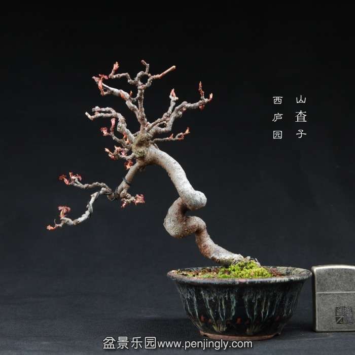 bonsai15010309.jpg