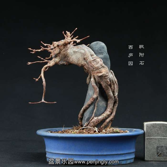 bonsai15010311.jpg