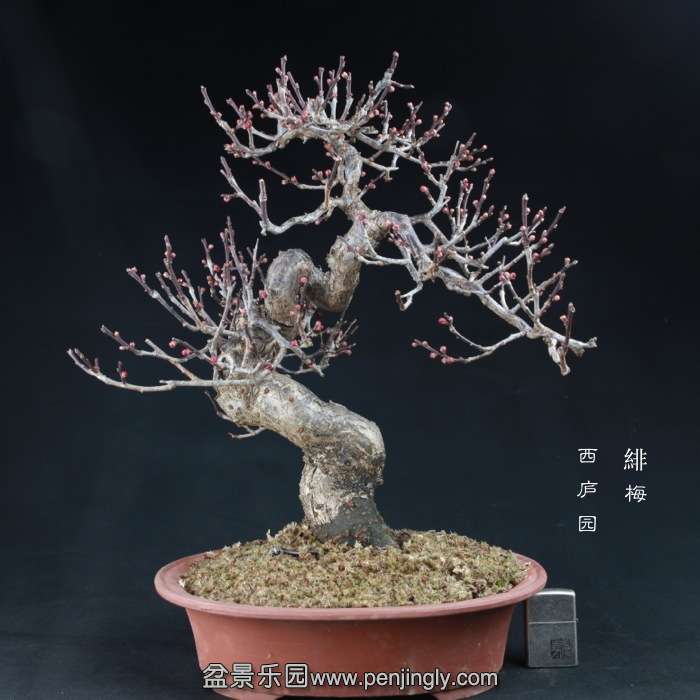 bonsai15010313.jpg