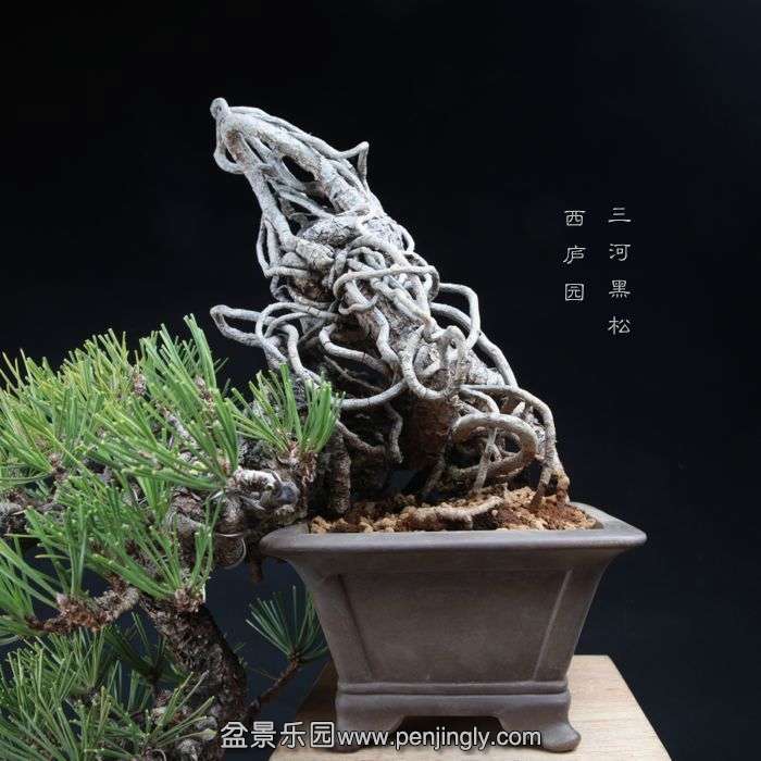 bonsai15010402.jpg