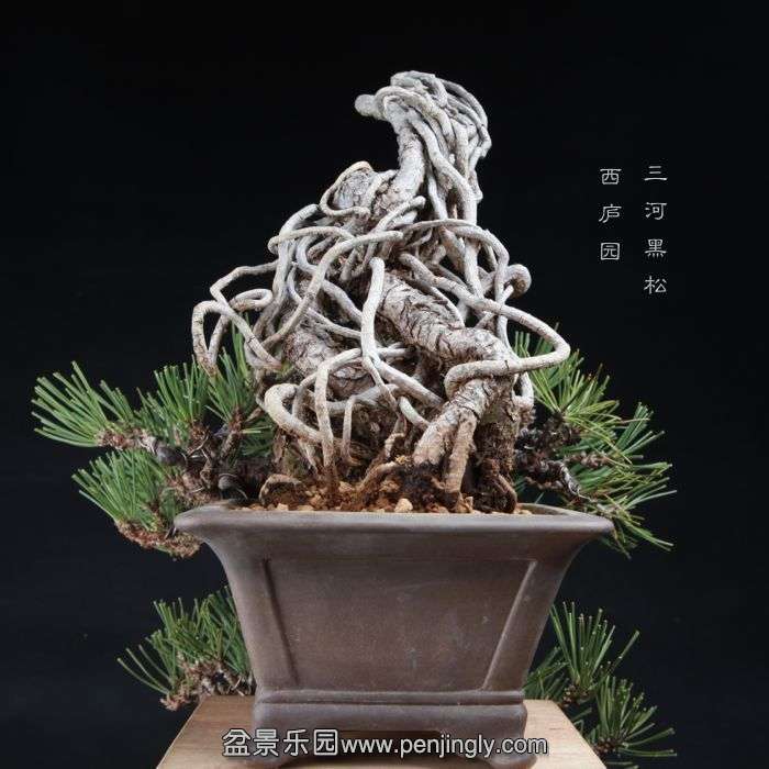 bonsai15010404.jpg