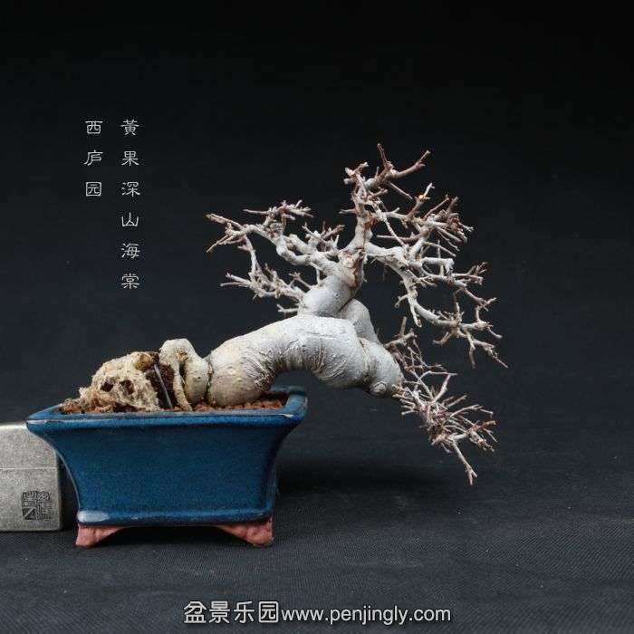 bonsai15010409.jpg