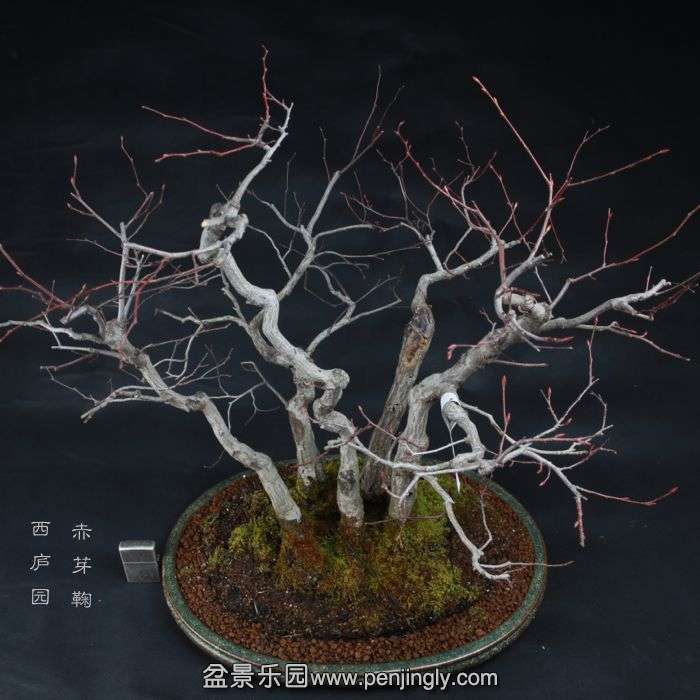 bonsai150104B02.jpg