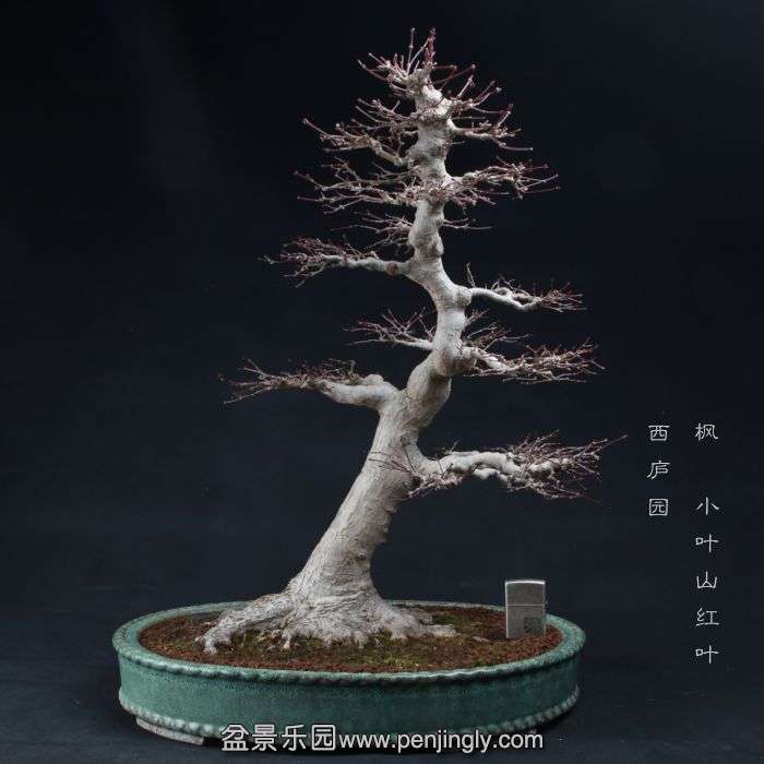 bonsai150104B05.jpg