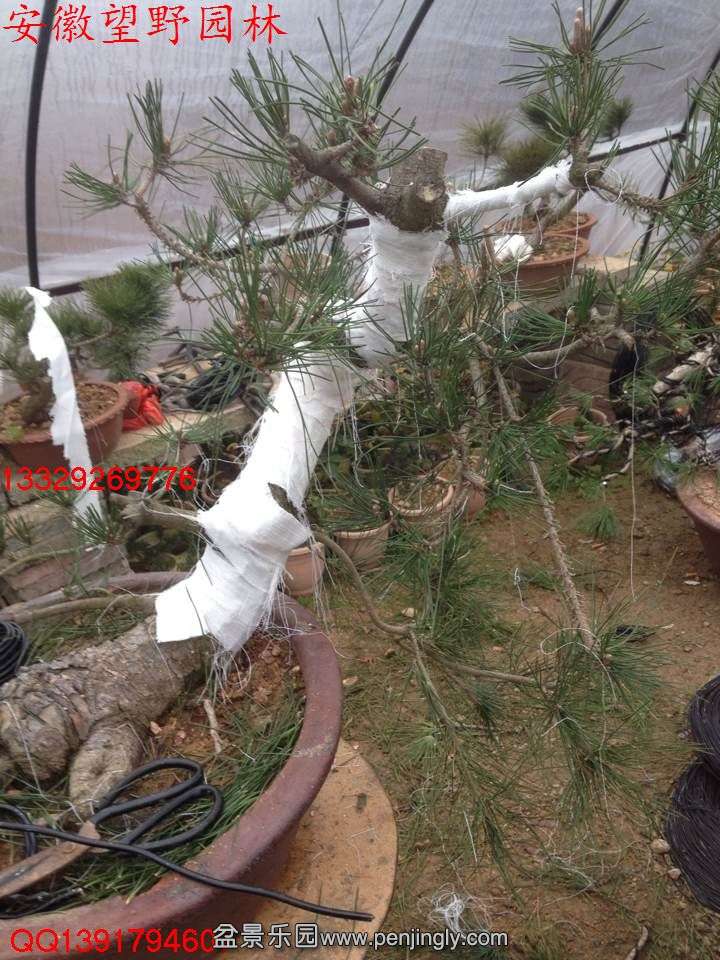6FBF6D8FFEA360BEF58317853AC4FB59.jpg