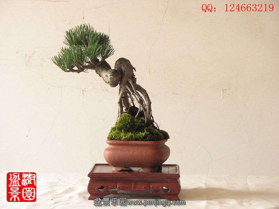 IMG_0981__.jpg