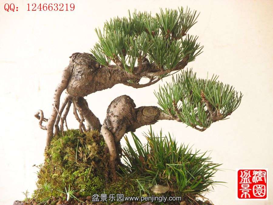IMG_0997__.jpg