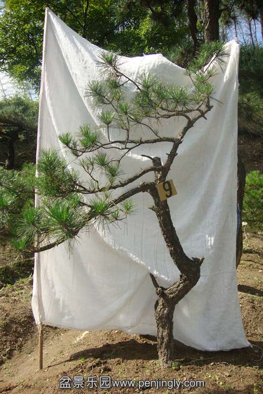 DSC02770_.jpg