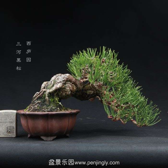 bonsai15011401.jpg