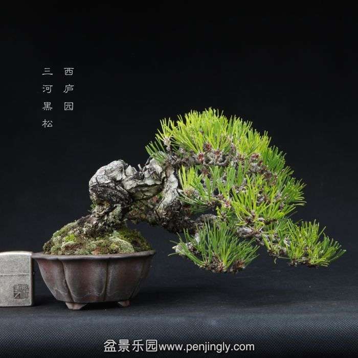 bonsai15011406.jpg