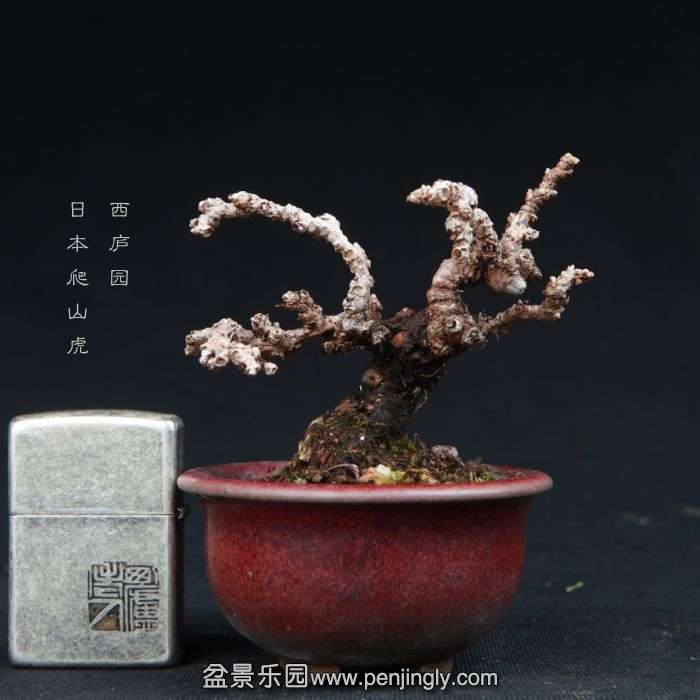 bonsai15011415.jpg